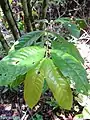 feuilles de Siparuna guianensis