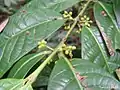 fleurs de Siparuna guianensis