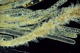 Siphonocladus tropicus