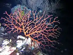 Une colonie de corail Siphonogorgia sp.