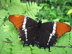 VictorininiSiproeta epaphus