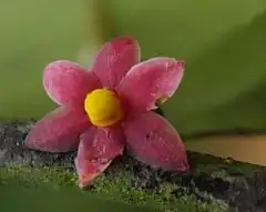 Description de l'image Sirdavidia solannona Couvreur & Sauquet (staminate flower).jpg.
