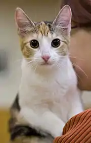 Portrait d'un chat écaille de tortue et blanc.