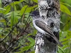 Description de l'image Sirystes subcanescens - Todd's Sirystes; Manaus, Amazonas, Brazil.jpg.