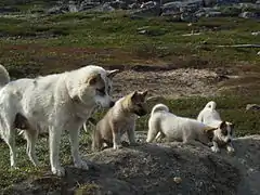 Les chiens attendent l'hiver