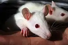 Gros plan de deux rats blancs aux yeux rouges et aux oreilles roses, on voit une de leurs pattes à 4 doigts.