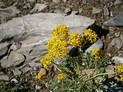 Sisymbre d'Autriche (Sisymbrium austriacum)