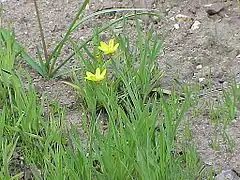 Description de l'image Sisyrinchium californicum5.jpg.