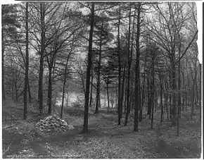 Photographie en noir et blanc de la « baie de Thoreau » (« Thoreau's Cove » en anglais), lieu où l'auteur de Walden édifia sa maisonnette. De grands arbres dévoilent, à l'arrière-plan, une partie de l'étang de Walden. Au premier plan, à gauche, un tas de pierres signalant le mémorial de Thoreau.