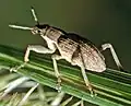 Sitona gressorius de côté, dans la forêt de Zwickau