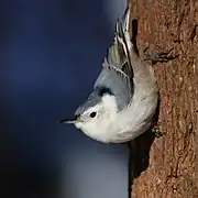 La Sittelle à poitrine blanche femelle se distingue par sa calotte grise.