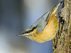 Photographie d'une Sitelle torchepot, sur un tronc d’arbre, tête en bas.