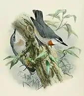 Planche dessinée en couleurs représentant une Sittelle de Krüper mâle et un juvénile