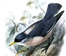Sittelle à bec jaune et trait loral noir, aux parties supérieures bleu foncé, une tache blanche sur le haut du dos.