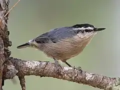 Sittelle corse (Sitta whiteheadi)