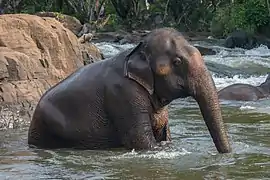 Un éléphant tranquillement assis dans l'eau d'une rivière abondante et remuante, l'eau jusqu'à mi-corps environ.