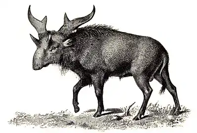 Ancienne reconstitution de Sivatherium (années 1890)