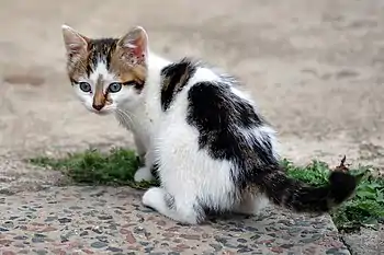 Chaton âgé de six semaines.