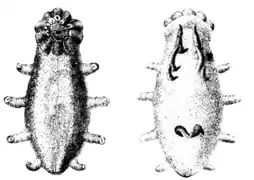 Description de l'image Sjögurkan Elpidia glacialis, Nordisk familjebok.png.