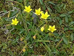 Saxifraga hirculus