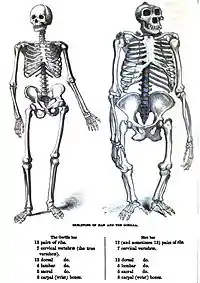 Gravure d'un squelette d'homme et de gorille, ce dernier surdimensionné