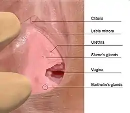 Glandes para-urétales