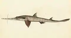 Description de l'image Sketchbook of fishes - 25. (Longnose) Saw shark - William Buelow Gould, c1832.jpg.