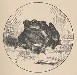 Image illustrative de l’article La Célèbre Grenouille sauteuse du comté de Calaveras