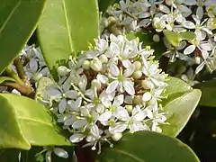 Skimmia