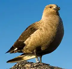 Labbe antarctique