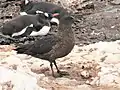 Skua venant de gober un œuf de manchot papou dans une rookerie.