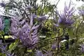 Forme à fleurs mauves de Tetradenia riparia