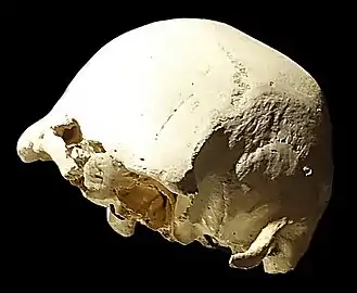 Crâne 4 de la Sima de los Huesos