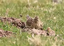 Photographie au téléobjectif d'un oiseau aux plumes hirsutes sur une taupinière.