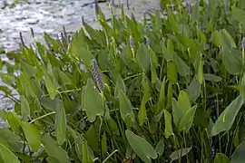 Pontederia cordata, ordre des Commelinales