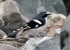 Description de l'image Slaty-backed forktail, Dibang Valley, Arunachal Pradesh, India.jpg.