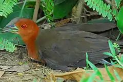 Photographie couleur : gros plan d'un oiseau à tête brune et aux ailes grises, vu de profil, allongé au sol.