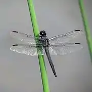 Libellula incesta