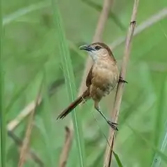 Description de l'image Slender-billed Babbler.jpg.