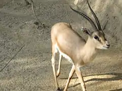 Gazella leptoceros (mâle)