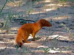 Mangouste rouge (Parc transfrontalier de Kgalagadi, Afrique du sud)