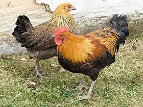 Poule tchèque dorée