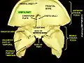 La partie orbitale de l'os frontal.