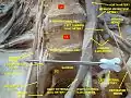 Dissection profonde de la région lombaire et du plexus sacral. Vue antérieure. (1)