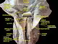 Dissection profonde du larynx, du pharynx et de la langue(vue postérieure)