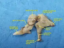 Dissection montrant un malleus et un incus et leur rapport