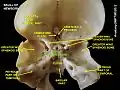Corps de l'os sphénoïde