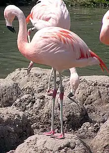 Nid en monticule de Flamant du Chili (Phoenicopterus chilensis).