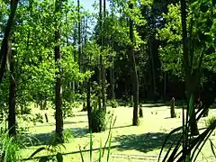 forêt inondée,