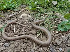 Anguis fragilis (Cantabria, Espagne)